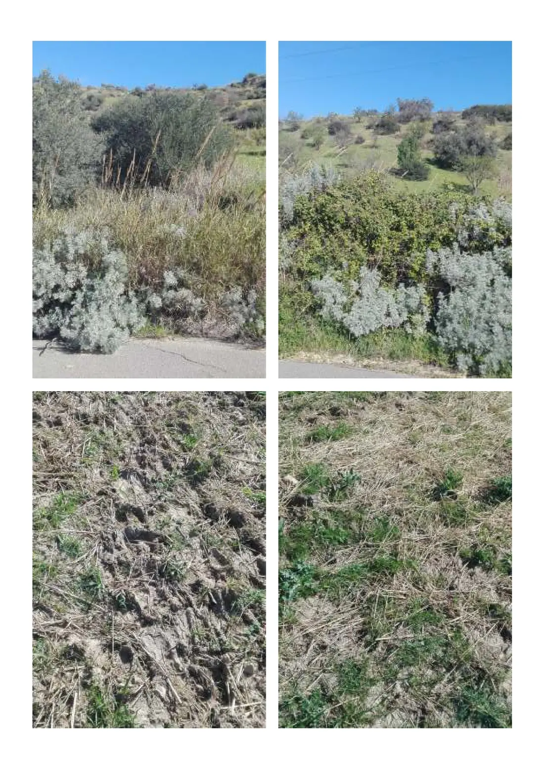 Terreno · Mineo