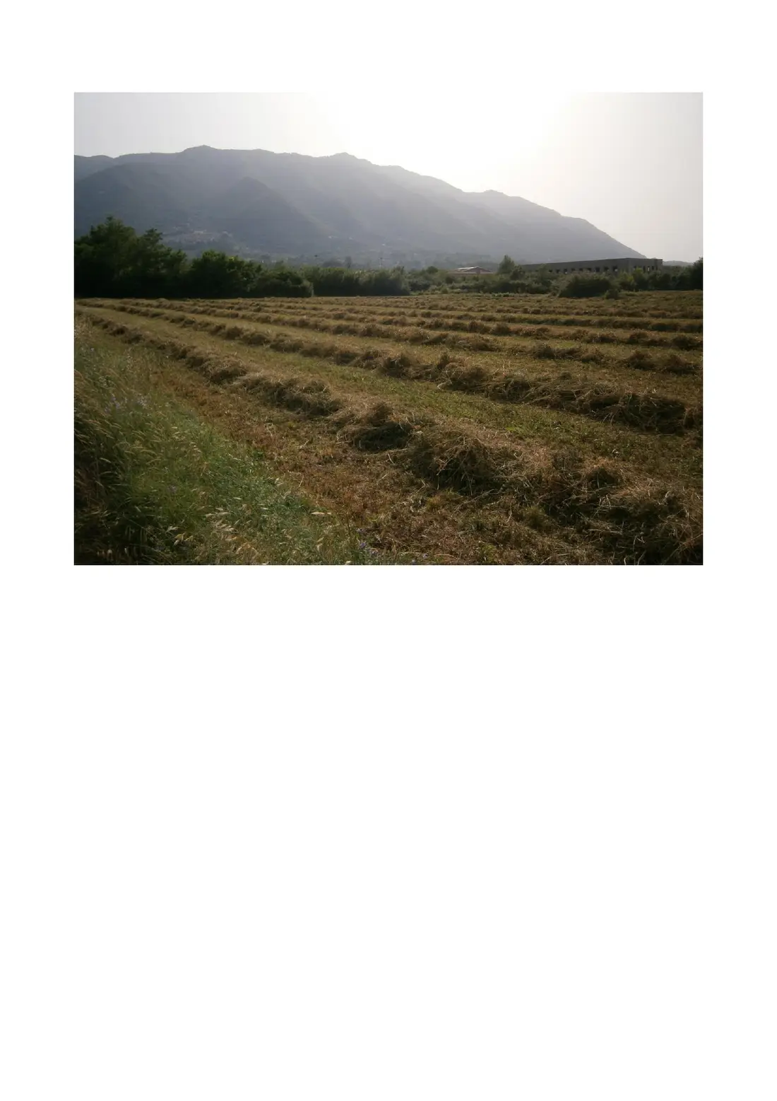 Terreno · Morolo