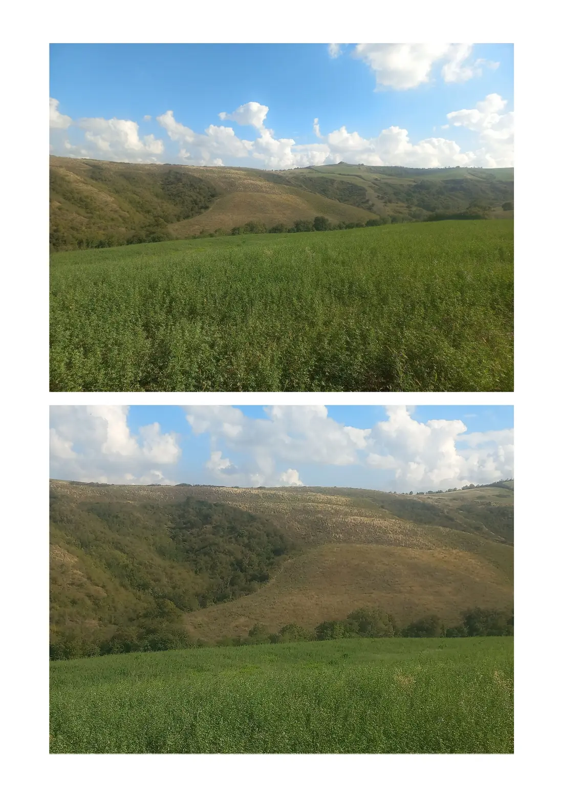 Terreno · Mondaino