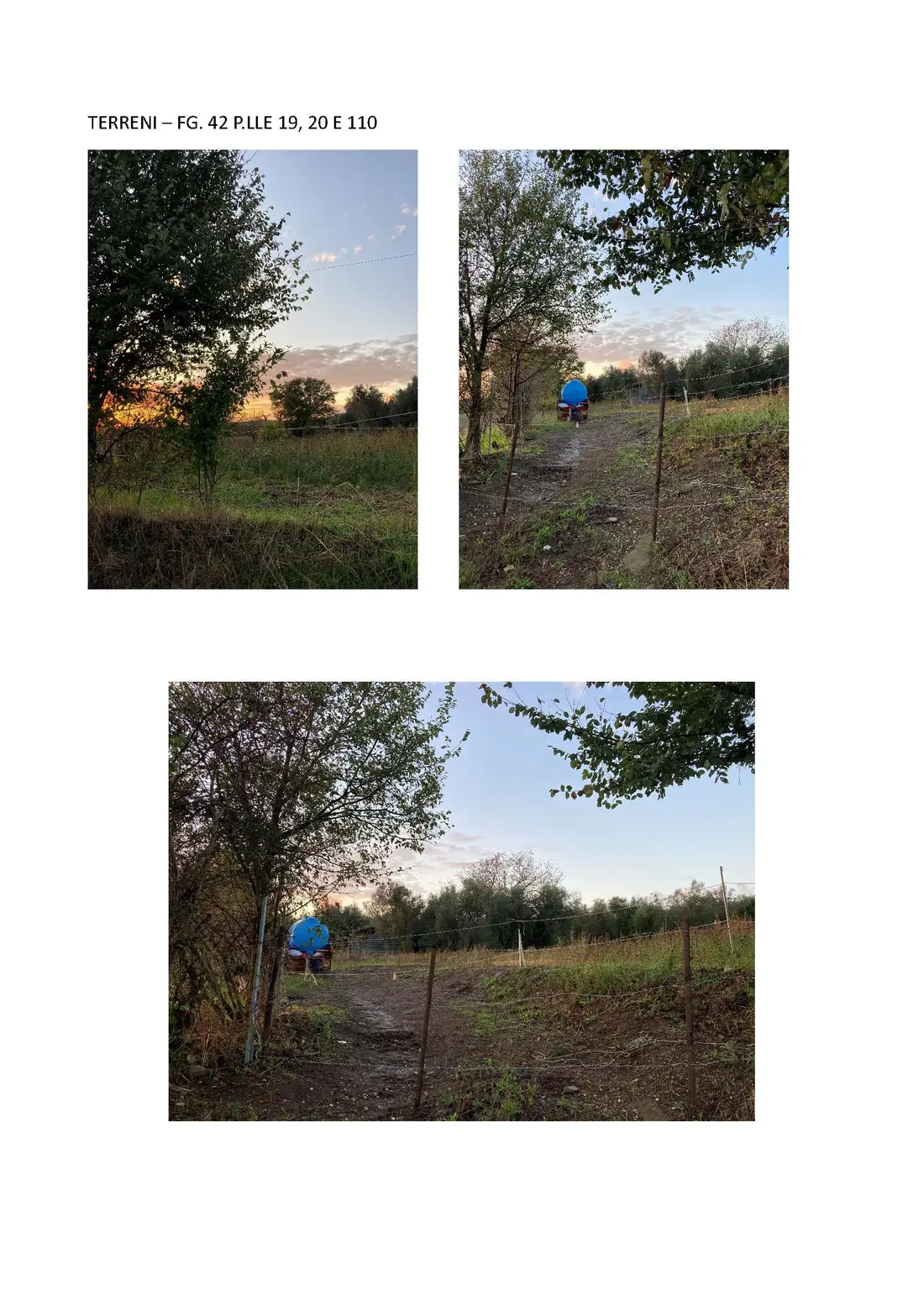 Terreno · Canino