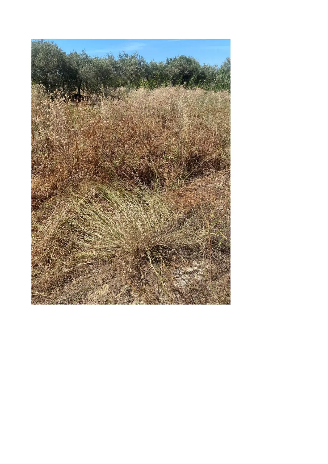 Terreno · Ribera