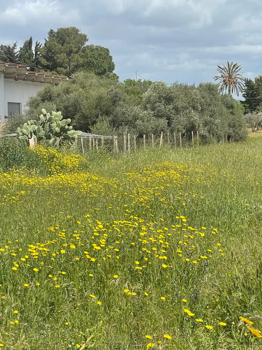 Terreno · Comiso