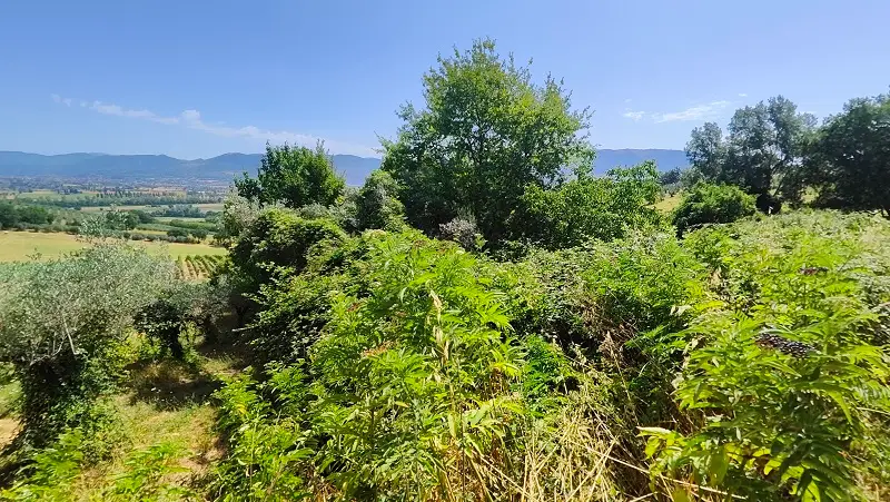 Terreno · Montefalco