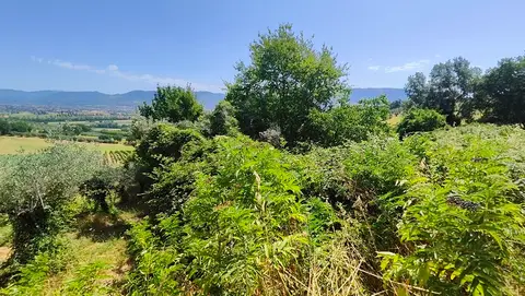 Terreno all'asta a Montefalco (PG)