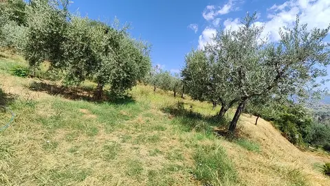 Terreno all'asta a Montefalco (PG)