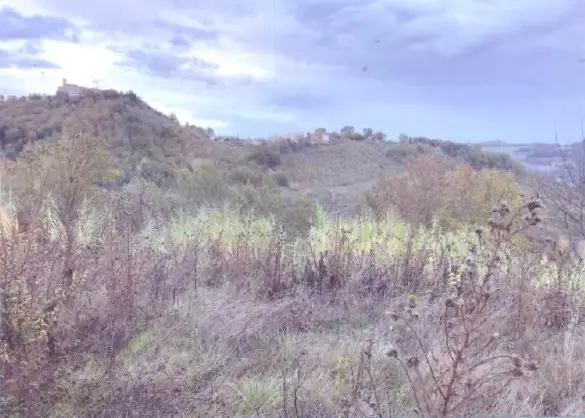 Terreno · Monte Vidon Combatte
