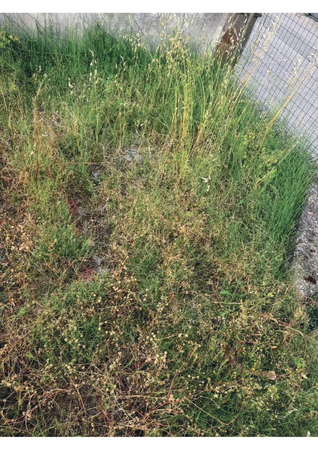Terreno · Ascea