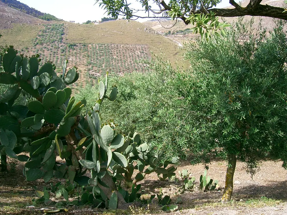Terreno · Belmonte Mezzagno