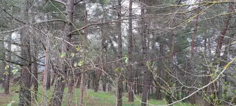 Terreno · Piancastagnaio