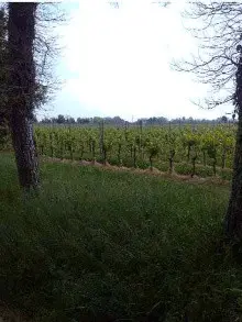Terreno · Caneva