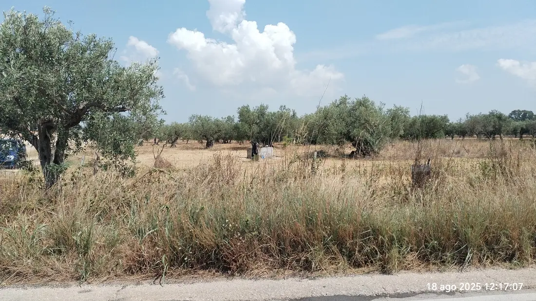 Terreno · Castelvetrano
