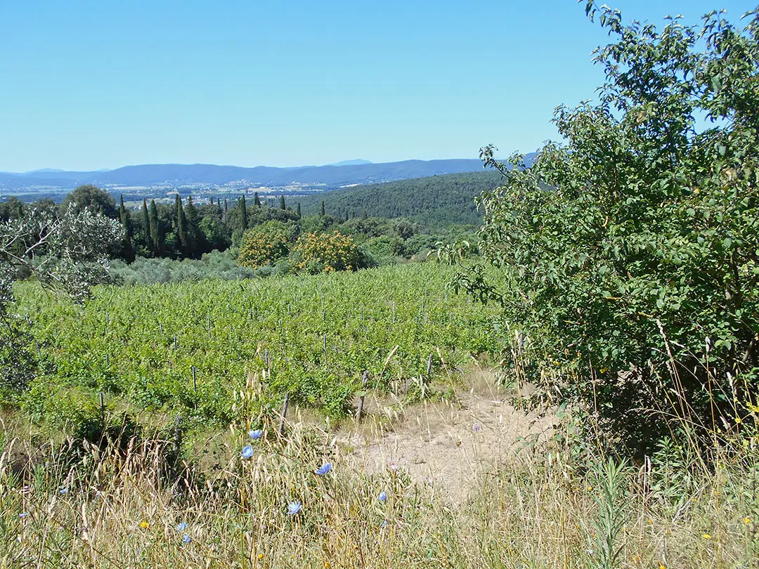 Terreno · Siena