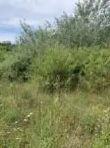Terreno · Montalto Uffugo