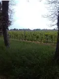 Terreno all'asta a Caneva (PN)