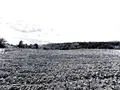 Terreno all'asta a Roccabascerana (AV)