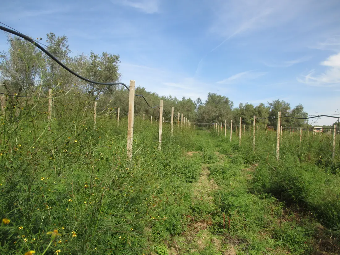 Terreno · Viterbo