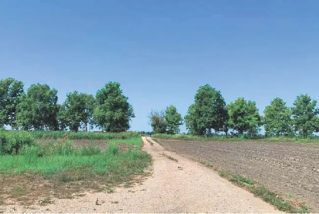 Terreno · Codigoro