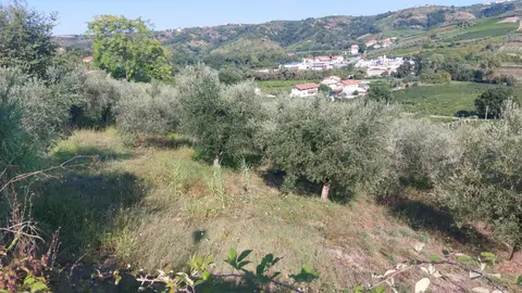 Terreno all'asta a Miglianico (CH)