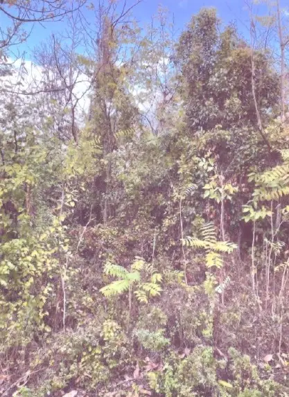 Terreno · Monte Vidon Combatte