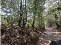 Terreno all'asta a Monteleone D'Orvieto (TR)