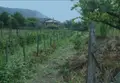 Terreno all'asta a Castel San Giorgio (SA)