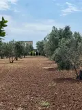 Terreno all'asta a Nardò (LE)