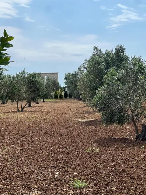Terreno all'asta a Nardò (LE)