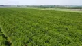 Terreno all'asta a Villadose (RO)