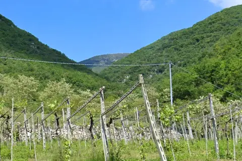 Terreno all'asta a Fumane (VR)
