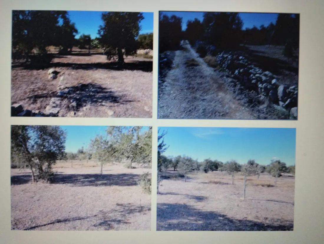 Terreno · Ruvo di Puglia