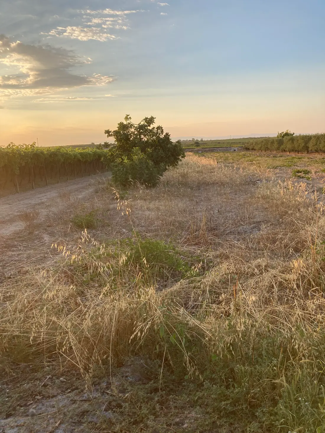 Terreno · Barletta