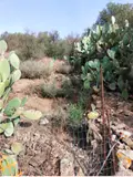 Terreno all'asta a Loiri Porto San Paolo (SS)
