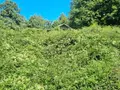 Terreno all'asta a Filattiera (MS)