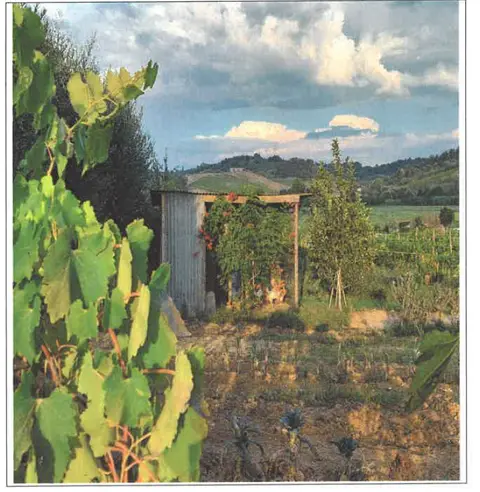Terreno all'asta a San Miniato (PI)