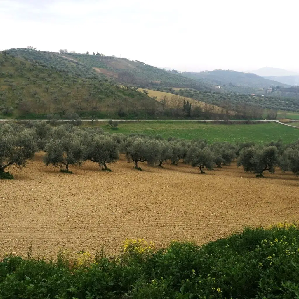 Terreno · Pianella